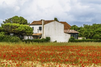 Red poppies in the cereal field, France