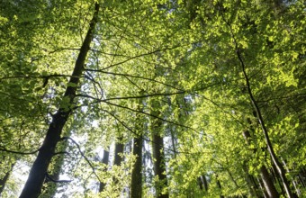 Hornbeam, Carpinus betulus, beech forest with green leaves in the sun, Upper Austria, Austria