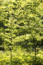 Hornbeam, Carpinus betulus, beech forest with green leaves in the sun, Upper Austria, Austria