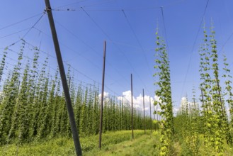 Hop garden of the Hochdorfer Kronenbrauerei brewery. Hop growing in the Heckengäu in the northern