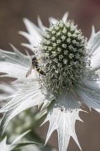 Clay wasp (Ancistrocerus) on ivory man litter (Eryngium giganteum), Emsland, Lower Saxony, Germany
