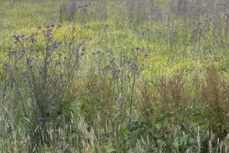 Meadow with thistles (Cirsium), Emsland, Lower Saxony, Germany