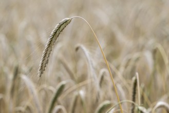 Triticale ears (triticale), Emsland, Lower Saxony, Germany