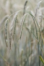 Triticale ears (triticale), Emsland, Lower Saxony, Germany