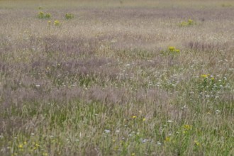 Meadow with ragwort (Senecio jacobaea), Emsland, Lower Saxony, Germany