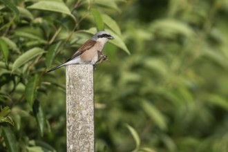 Red-backed shrike (Lanius collurio), Emsland, Lower Saxony, Germany