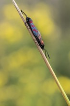 Six-spotted damselfly (Zygaena filipendulae), mating, Emsland, Lower Saxony, Germany