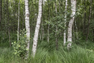 Birch quarry forest (Betula pendula), Emsland, Lower Saxony, Germany