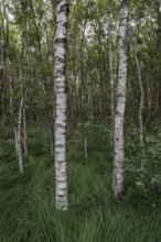 Birch quarry forest (Betula pendula), Emsland, Lower Saxony, Germany