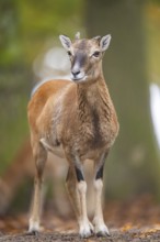 European mouflon (Ovis aries musimon) ram (male) standing in a forest in autumn, Bavaria, Germany
