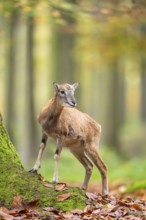 European mouflon (Ovis aries musimon) sheep (female) standing in a forest in autumn, Bavaria,