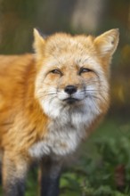 Red fox (Vulpes vulpes) standing in a forest in autumn, portrait, Bavaria, Germany
