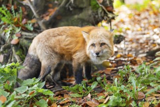 Red fox (Vulpes vulpes) standing in a forest in autumn, Bavaria, Germany