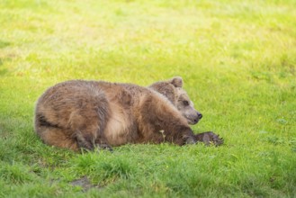 Eurasian Brown Bear (Ursus arctos arctos) lying on a meadow, Bavaria, Germany