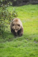 Eurasian Brown Bear (Ursus arctos arctos) walking on a meadow, Bavaria, Germany