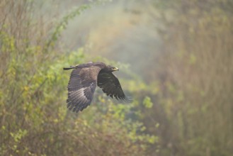 Steppe eagle (Aquila nipalensis) flying on a foggy day in autumn, Bavaria, Germany