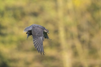 Peregrine falcon (Falco peregrinus) flying, autumn, Bavaria, Germany