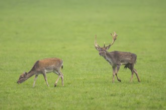 European fallow deer (dama dama) buck with his pack during the rutting season on a meadow in