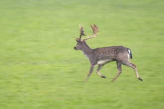 European fallow deer (dama dama) buck running on a meadow in autumn, Bavaria, Germany