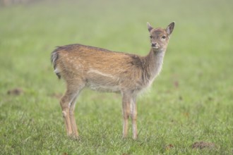 European fallow deer (dama dama) doe standing on a meadow on a foggy day in autumn, Bavaria,
