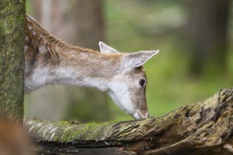 European fallow deer (dama dama) doe standing in a forest in autumn, Bavaria, Germany