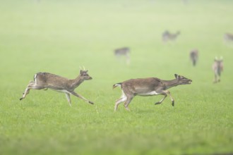 European fallow deer (dama dama) doe running on a meadow in autumn, Bavaria, Germany