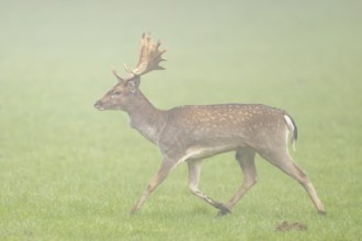 European fallow deer (dama dama) buck with its pack during the mating season on a meadow on a foggy