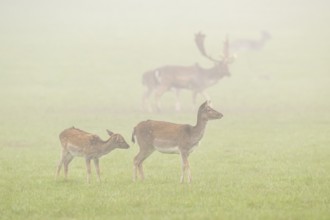 European fallow deer (dama dama) doe standing on a meadow on a foggy day in autumn, Bavaria,
