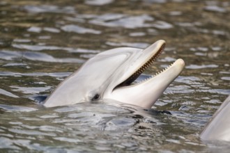 Common bottlenose dolphin (Tursiops truncatus), animal portrait, captive, Germany