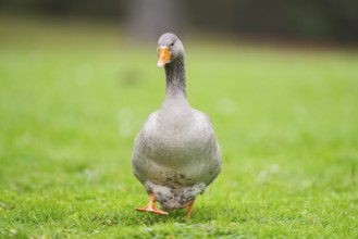 Greylag goose (Anser anser) walking on a meadow, Bavaria, Germany