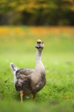 Domestic goose / swan goose (Anser cygnoides) standing on a meadow, Bavaria, Germany