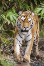 Siberian tiger or Amur tiger (Panthera tigris altaica) walking on the ground in autumn, captive,