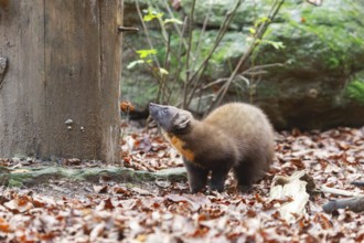 European pine marten (Martes martes) in a forest in autumn, Bavaria, Germany