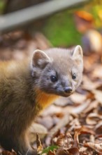 European pine marten (Martes martes) in a forest in autumn, Bavaria, Germany