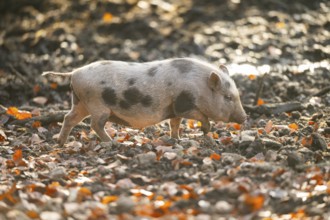 Vietnamese Pot-bellied pig in autumn, Bavaria, Germany