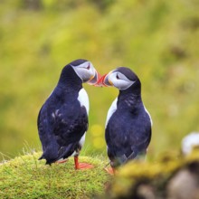 Two puffins (Fratercula arctica) on a grassy bird cliff, Cape Dyrhólaey in summer, Dyrholaey, Vík í