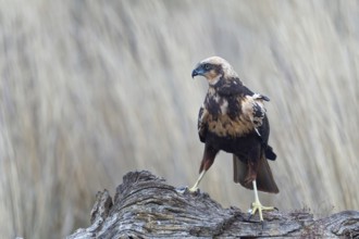 Young female marsh harrier (Circus aeruginosus) on a dry tree trunk, Castilla-La Mancha, Spain