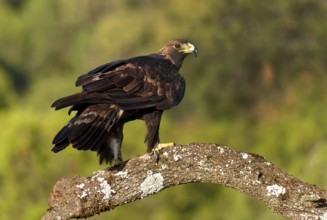 Golden eagle (Aquila chrysaetos) on a thick branch, Andalusia, Spain