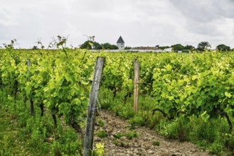 Fields ang Grape plantations, Saint-Clement-des-Baleines, Atlantic, France