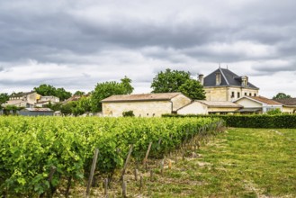 Vineyard of Chateau Pichon Longueville Baron Vineyard and grape fields around Pauillac, Bordeaux,