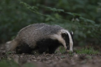 With its nose to the ground... European badger (Meles meles) foraging along a hedge in the twilight