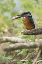 In the habitat... Kingfisher (Alcedo atthis), adult bird sitting with fish in its beak in natural