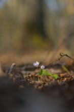 Nature photograph of wood sorrel (Oxalis acetosella) in spring, nature photo, flora, plant, flower,