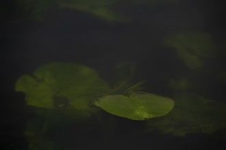 Nature photograph of a leaf of a water lily (Nymphaea) just below the water surface, nature photo,