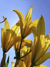 Yellow lily (Lilium cultorum) in front of a blue sky, photographed from a frog's perspective