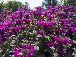 Golden balm, Indian nettle, scarlet monard (Monarda didyma)