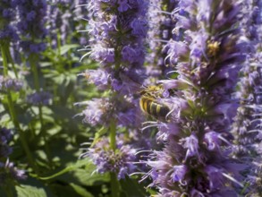 Honey bee (Apis) sitting on scented nettle, aniseed scented nettle, aniseed hyssop, aniseed giant