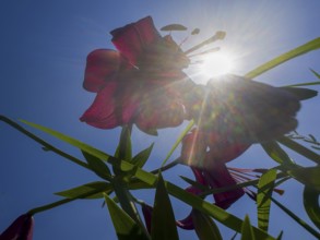 Purple lily (Lilium brownii var. viridulum), photographed from the frog's perspective