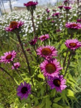 Purple coneflower, red coneflower, purple conehead, purple coneflower (Echinacea purpurea)