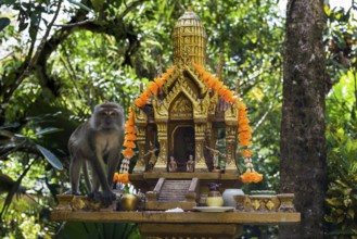 Monkey, macaque, Khao Sok National Park, Phang Nga, Surat Thani, Thailand